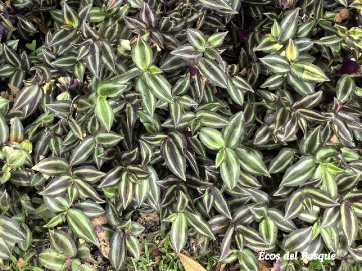 Tradescantia zebrina (Cucaracha)