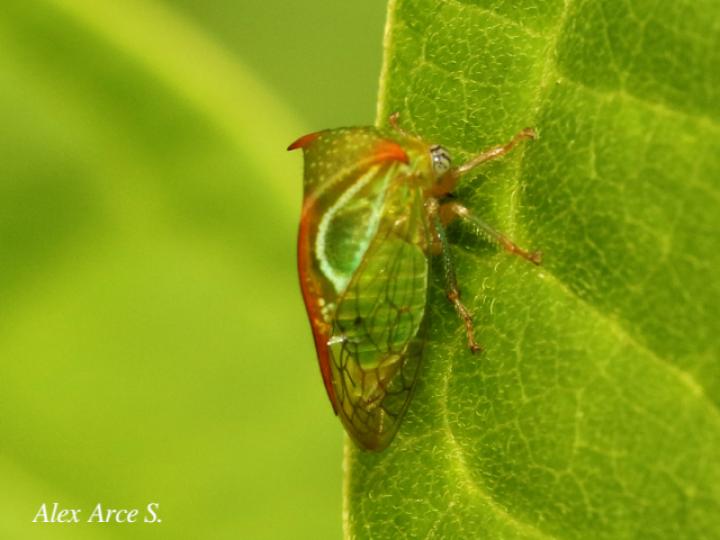 Vestistilus variabilis