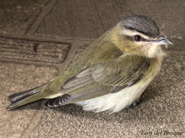 Vireo olivaceus