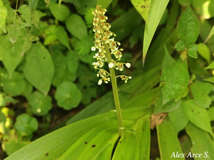 Xiphidium caeruleum (Cola de gallo, Espadaña)