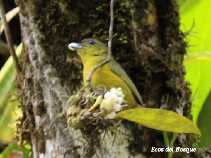 Euphonia gouldi en Anthurium obtusum