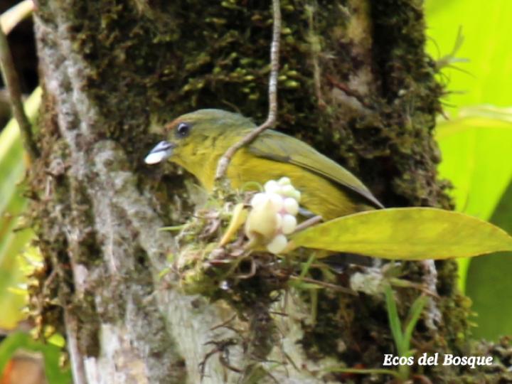 Euphonia gouldi en Anthurium obtusum