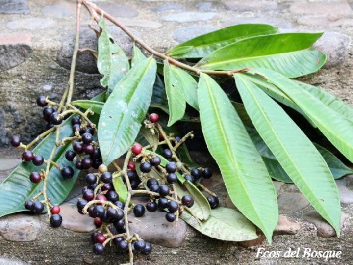 Ardisia fimbrillifera