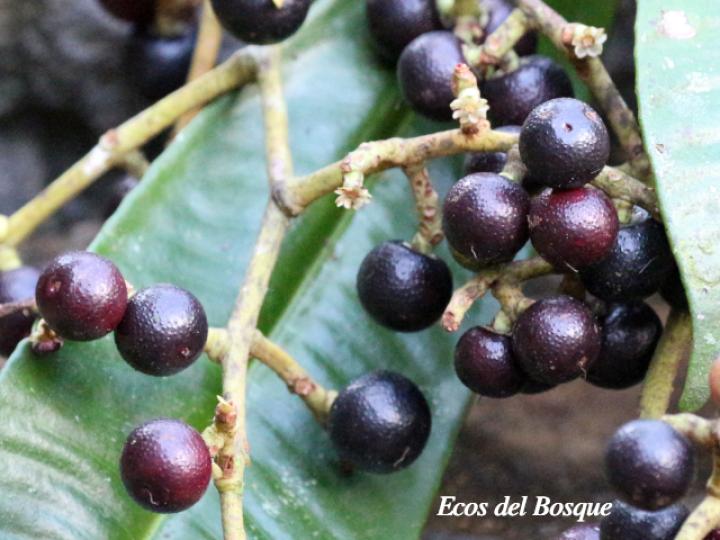 Ardisia fimbrillifera