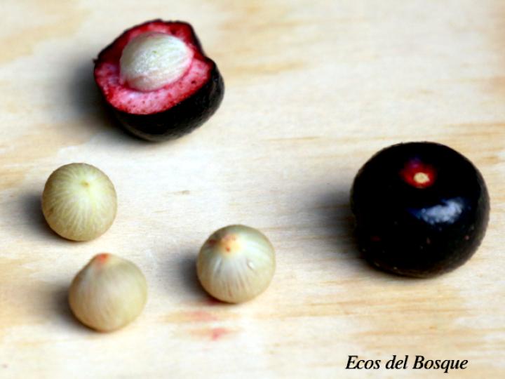 Ardisia fimbrillifera