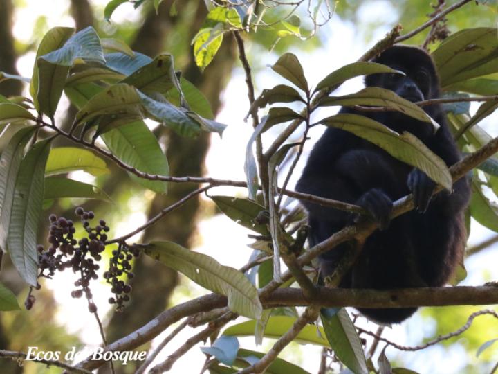 Ardisia fimbrillifera