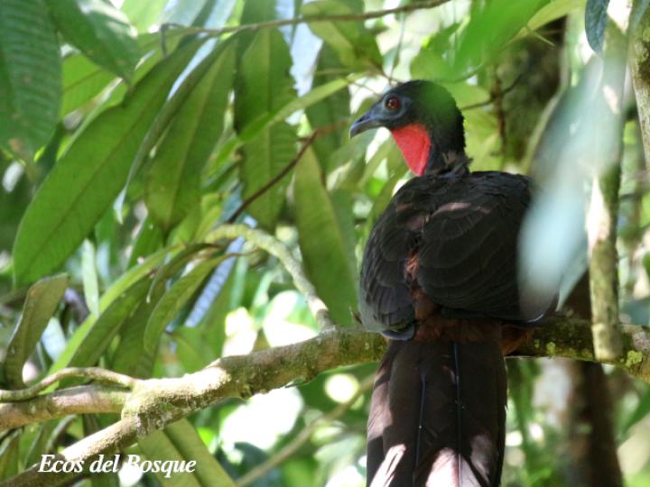 Pava en Ardisia fimbrillifera
