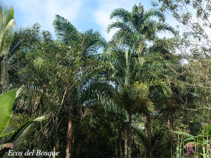 Bactris gasipaes (Pejivalle)