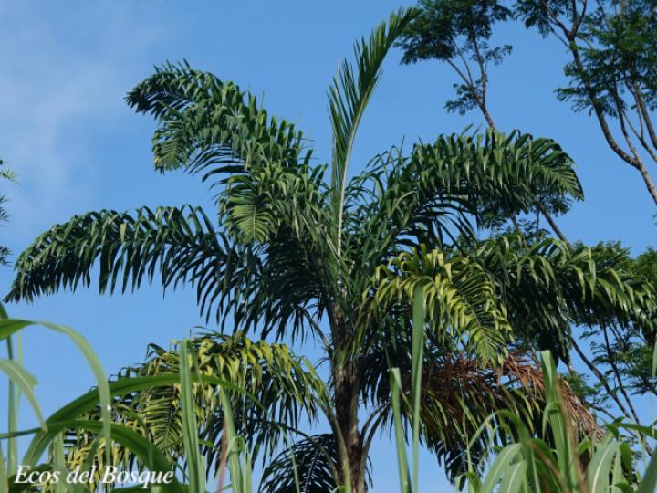 Bactris gasipaes (Pejivalle)