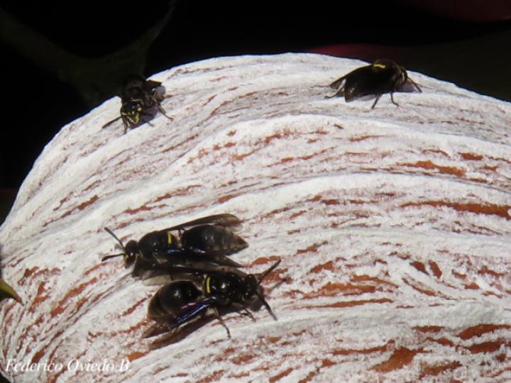 Brachygastra scutellaris