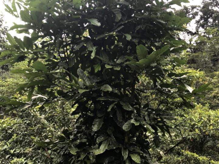 Carapa nicaraguensis (Bateo)