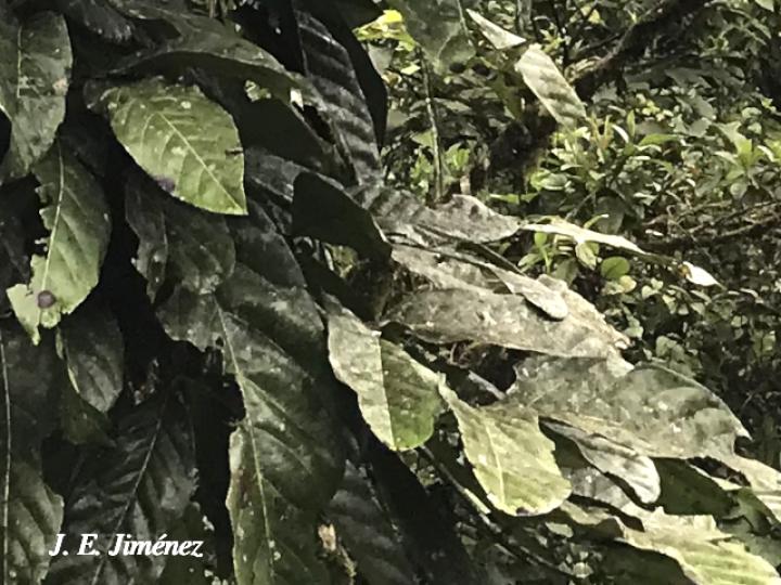 Carapa nicaraguensis (Bateo)