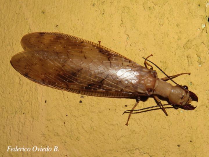 Corydalus flavicornis