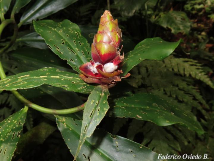 Costus pulverulentus (Caña agria)
