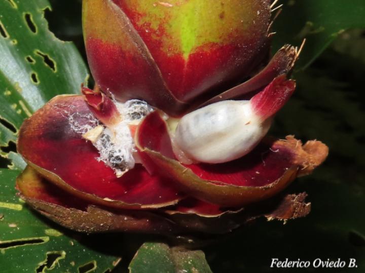 Costus pulverulentus (Caña agria)
