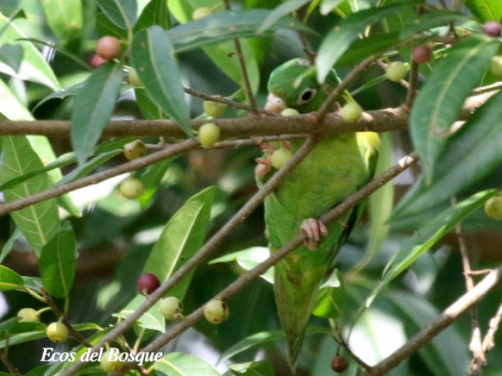 Ficus donnell-smithii