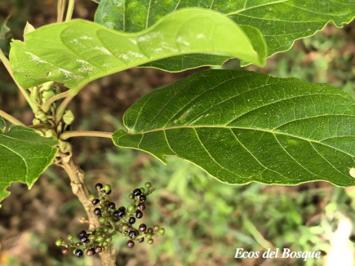 Hieronyma alchorneoides (Pilón)