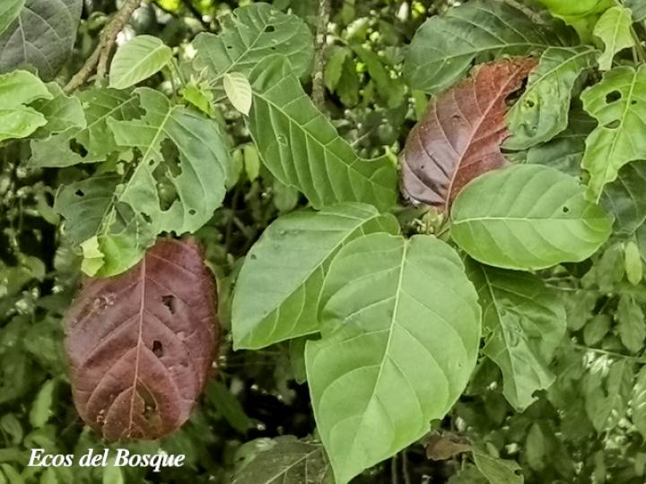 Hieronyma alchorneoides (Pilón)
