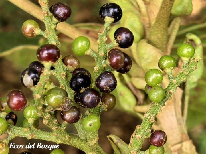 Hieronyma alchorneoides (Pilón)