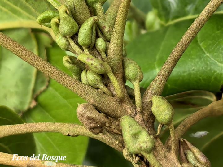 Hieronyma alchorneoides (Pilón)