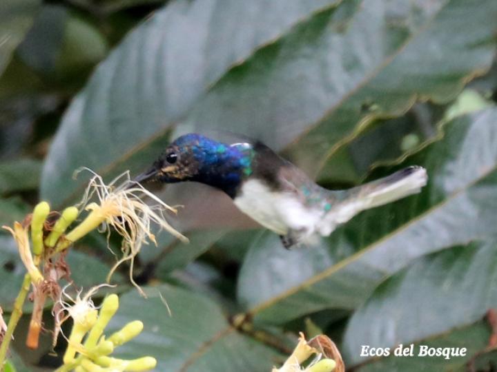 Jacobino en Inga spectabilis