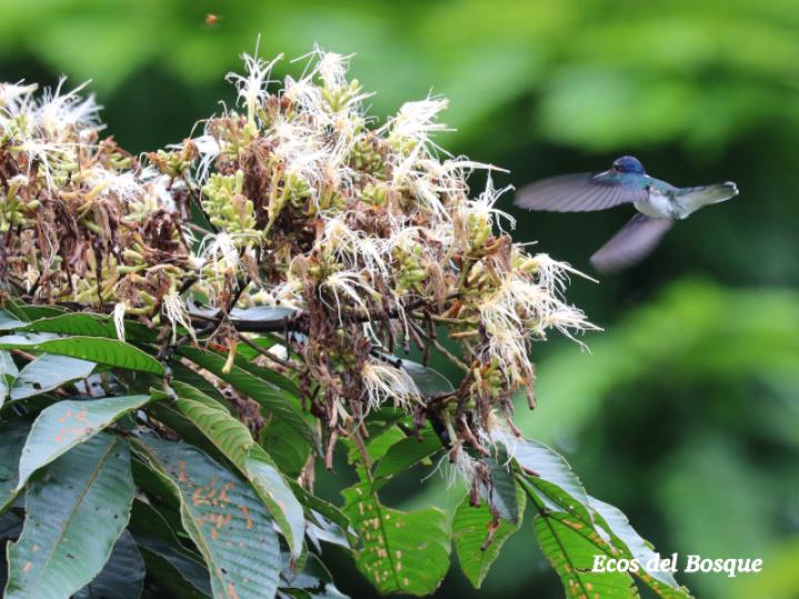 Inga edulis (Guaba chilillo)