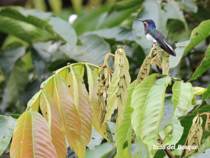 Jacobino en Inga spectabilis