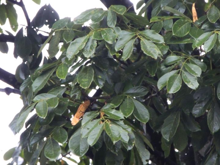 Lonchocarpus heptaphyllus (Chaperno blanco)