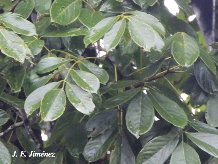 Lonchocarpus heptaphyllus (Chaperno blanco)