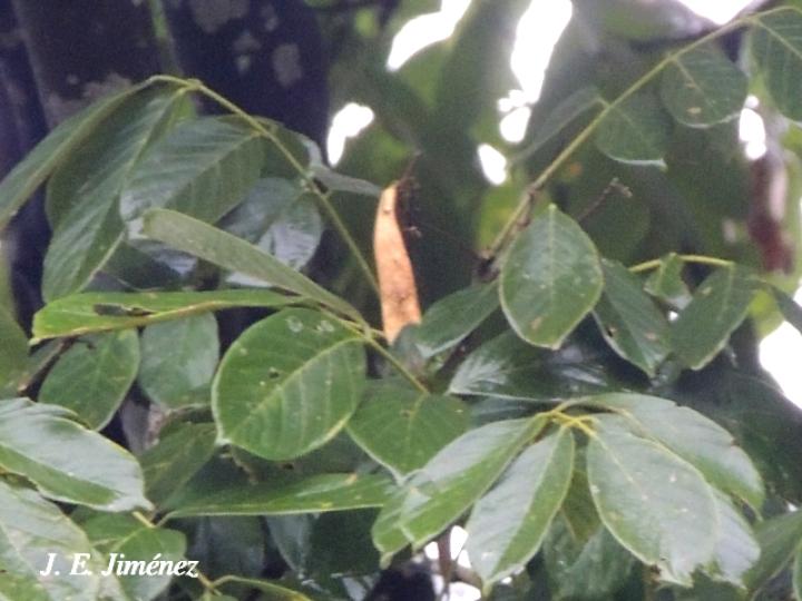 Lonchocarpus heptaphyllus (Chaperno blanco)