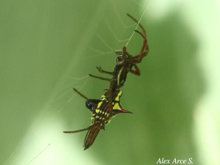 Micrathena sexspinosa (Araña flecha de seis puntas)