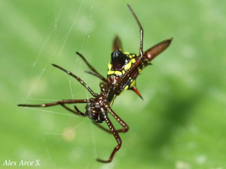 Micrathena sexspinosa (Araña flecha de seis puntas)