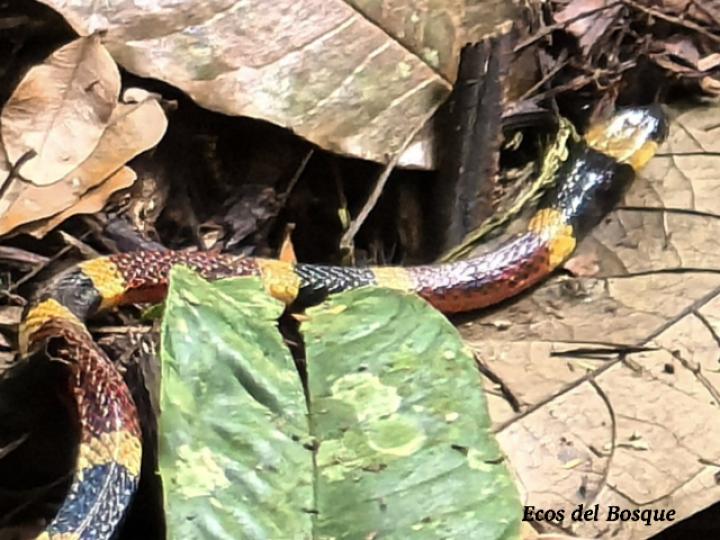 Micrurus mosquitensis (Coral costarricense)