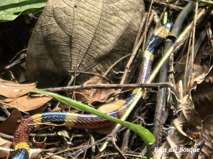 Micrurus mosquitensis (Coral costarricense)
