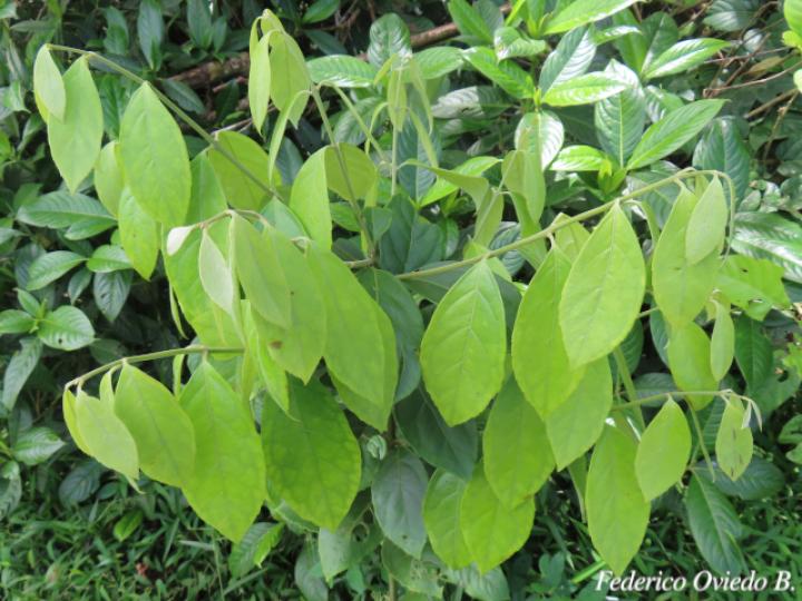 Mollinedia costaricensis (Limoncillo)