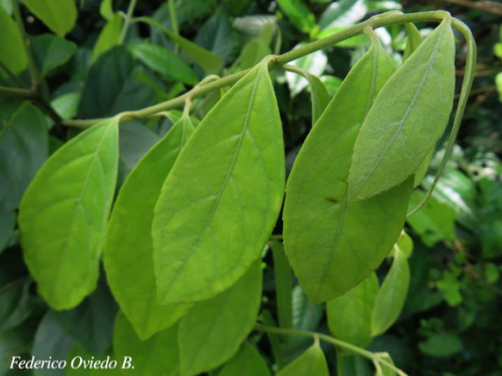 Mollinedia costaricensis (Limoncillo)