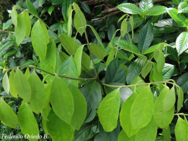 Mollinedia costaricensis (Limoncillo)