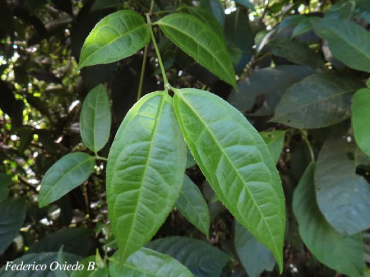 Otopappus verbesinoides