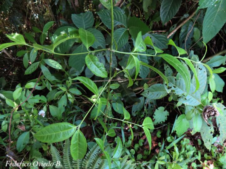 Otopappus verbesinoides