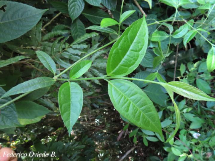 Otopappus verbesinoides