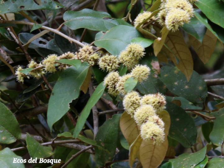 Piptocarpha poeppigiana (Barbudo)