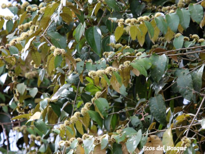 Piptocarpha poeppigiana (Barbudo)