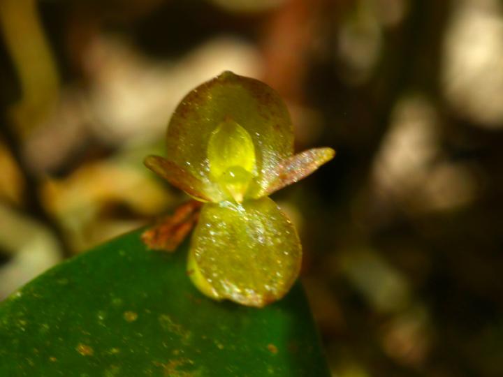 Pleurothallis bitumida
