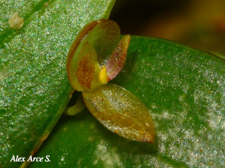 Pleurothallis bitumida