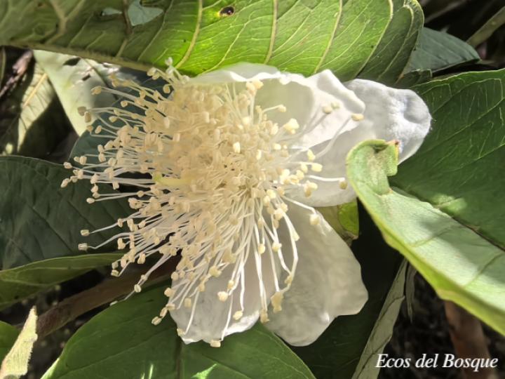 Psidium guajava (Guayaba)