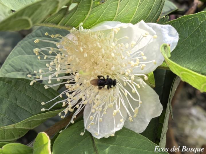 Psidium guajava (Guayaba)