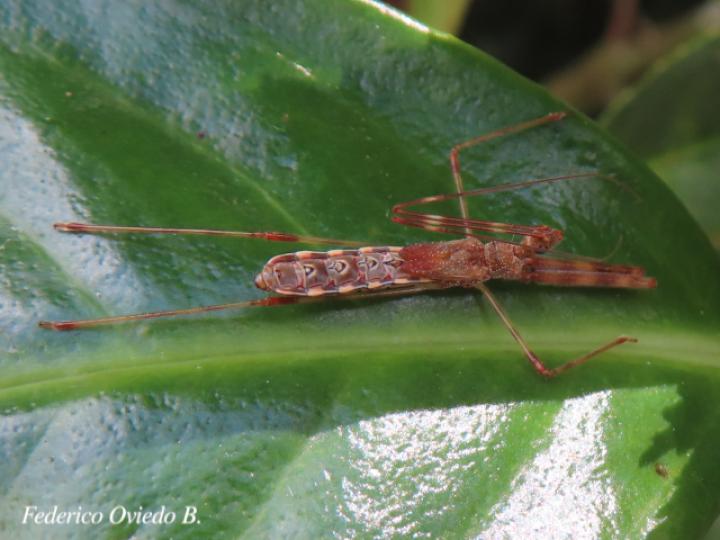 Ricolla pallidinervis (Chinche asesina)