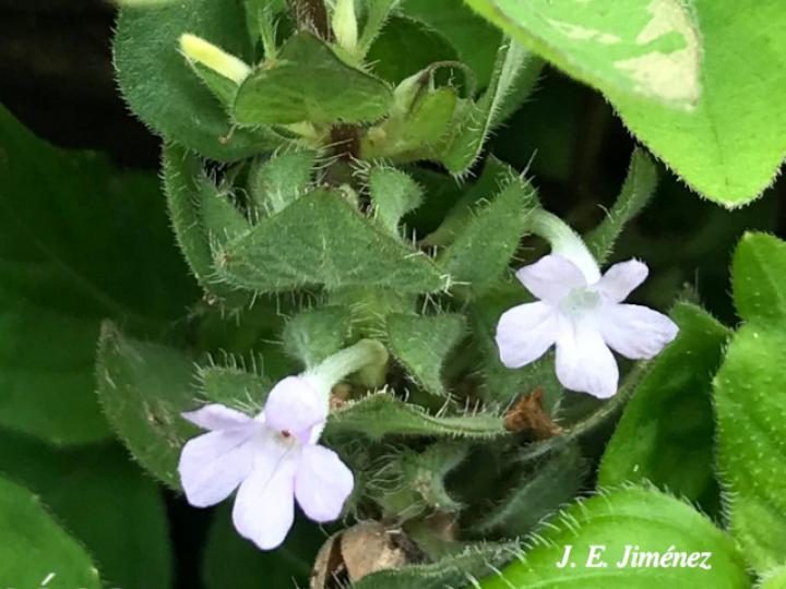 Ruellia blechum (Sornia)