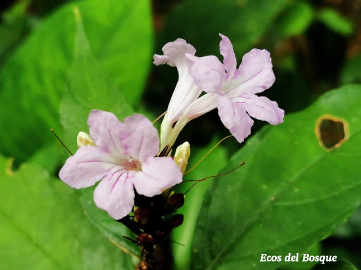 Ruellia terminalis