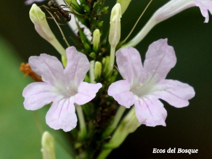 Ruellia terminalis